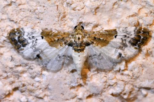 Eupithecia breviculata